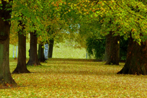 Header_autumn_half-term 2009